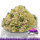 Krautcover Scenics Soil of Sparta Basecover (140ml)